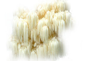 Bio Hericium