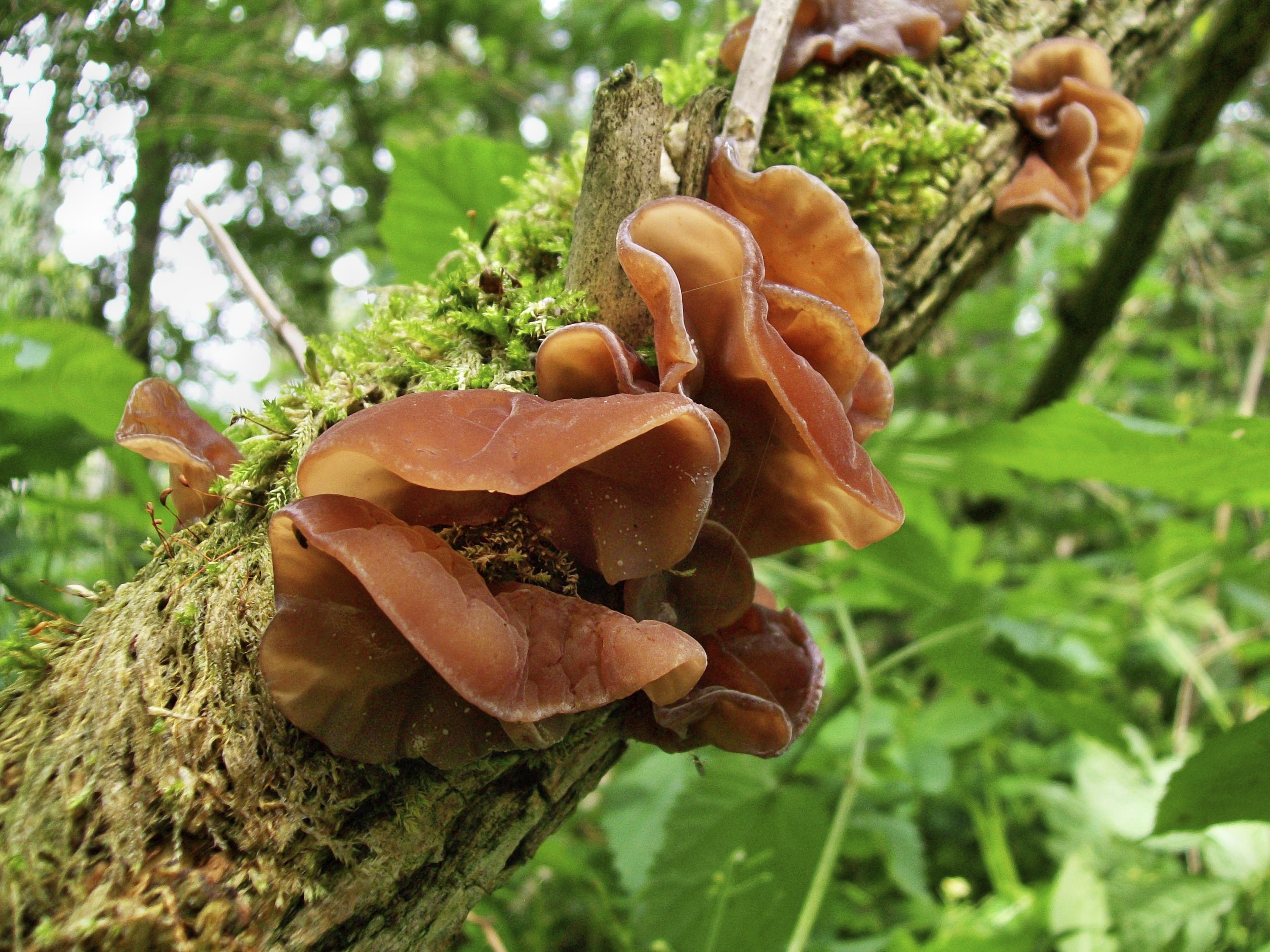 Judasohr Auricularia Im Wald Medela vital judasohr-auricularia-im-wald-medela-vital